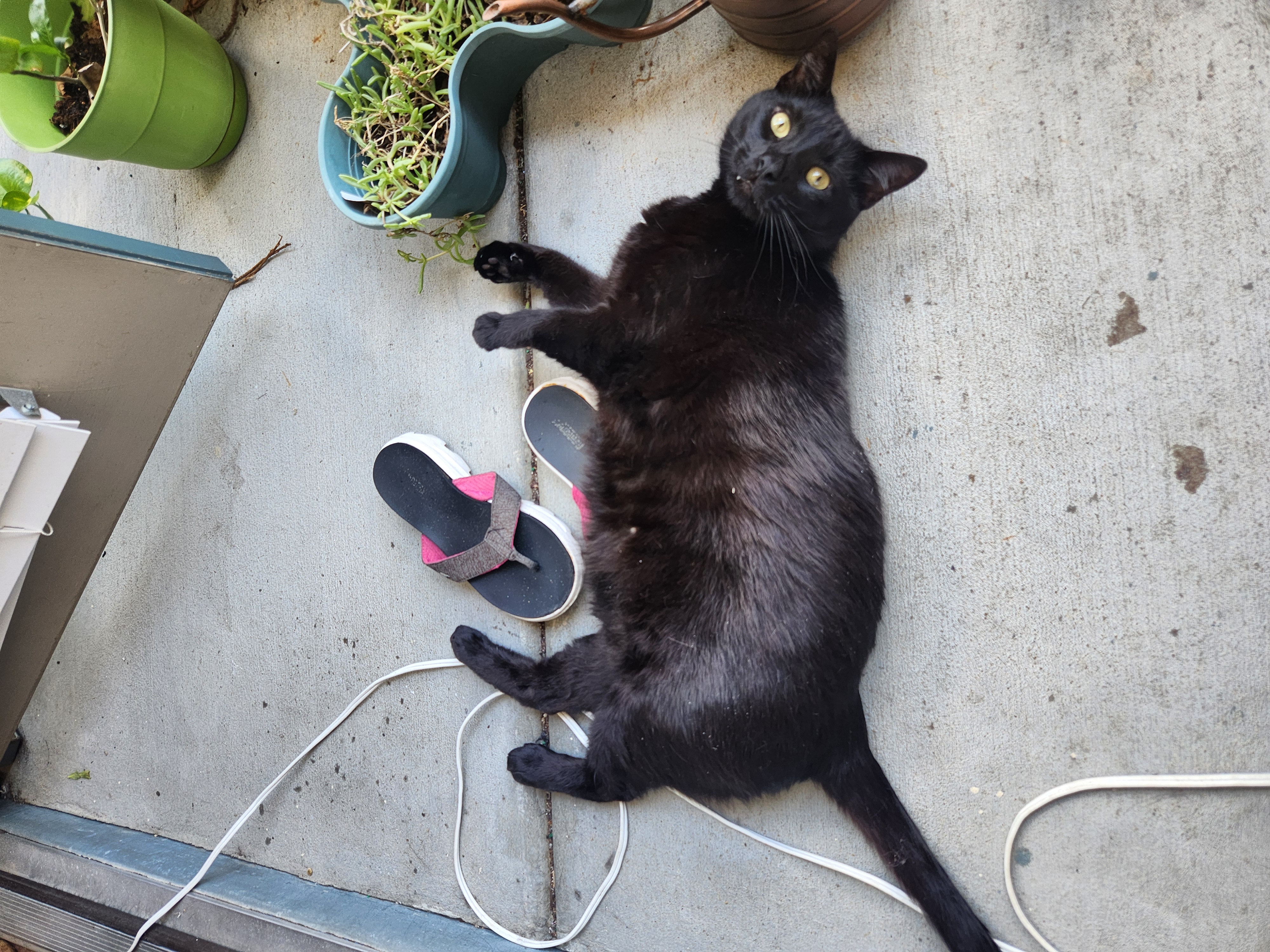 The Flip-Flop Trap featuring Murder Kitty