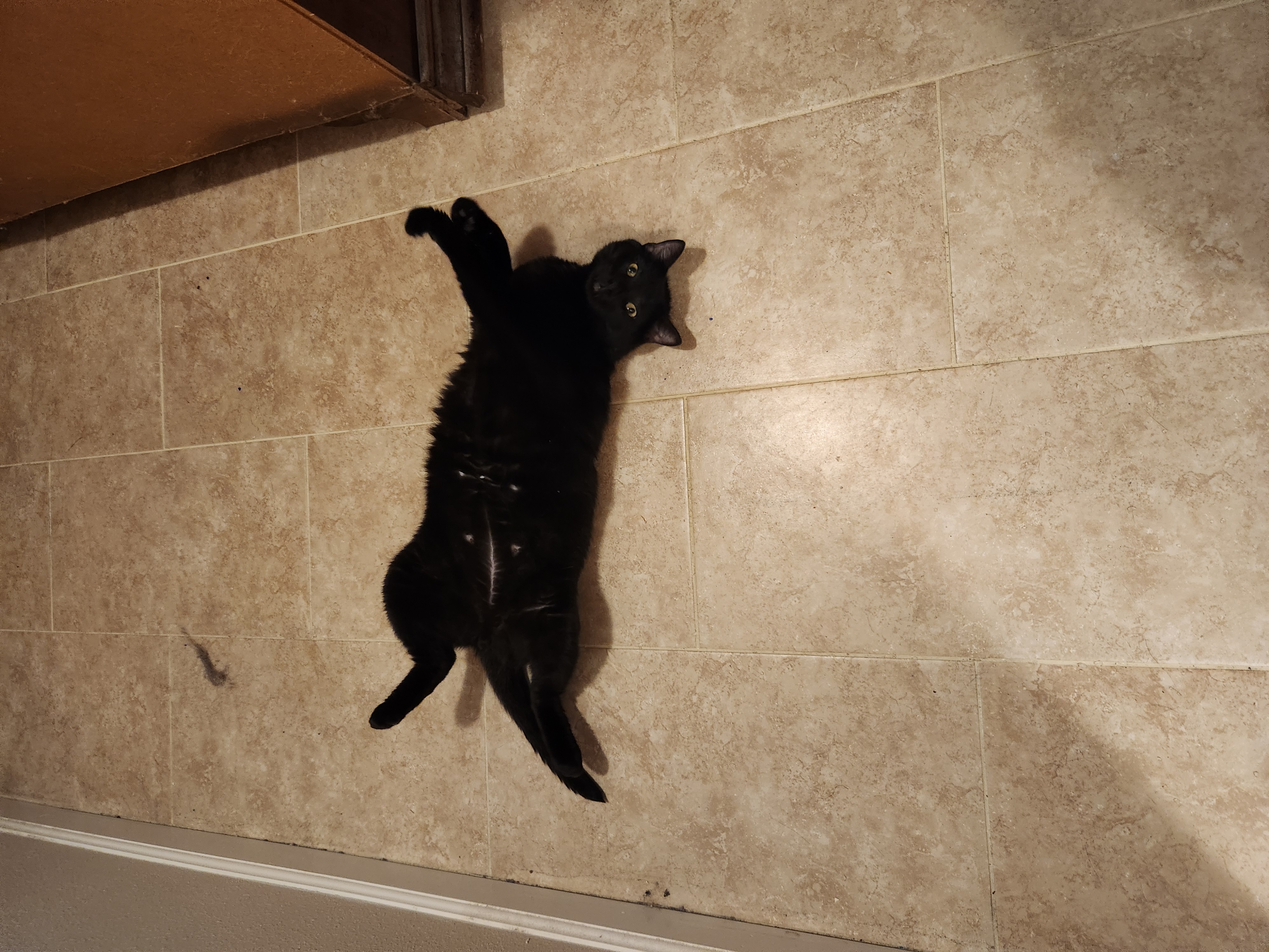 The Tile Floor Ambush featuring Murder Kitty